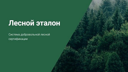 Фабрика «ПАЛИТРА» получила сертификат «Лесной эталон»
