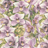 SP71836-56 Orchidea