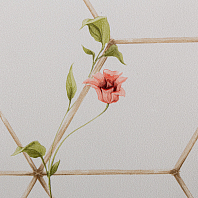 Макрофото текстуры обоев для стен TC72063-21