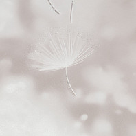 Макрофото текстуры обоев для стен HC72408-21